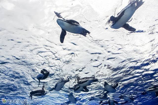ビル屋上でペンギンが舞う サンシャイン水族館 世界初 の 天空 草原のペンギン 展示内容が明らかに 高速バス 夜行バス バスツアーの旅行 観光メディア バスとりっぷ