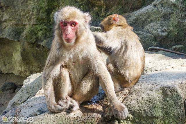 シャーロットはどこ 高崎山自然動物園でサルとたわむれる 高速バス 夜行バス バスツアーの旅行 観光メディア バスとりっぷ