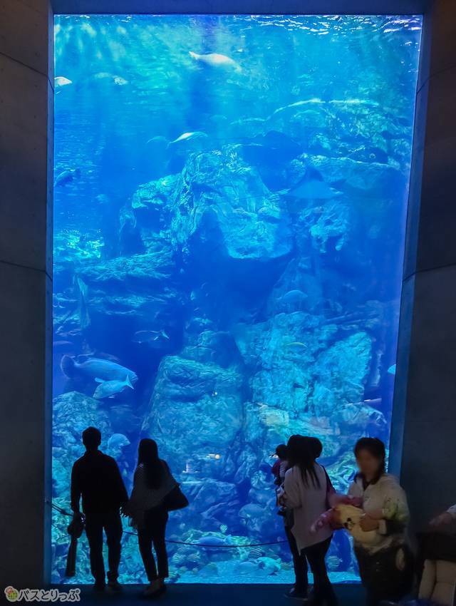 大分マリーンパレス水族館 うみたまご でセイウチ トド イルカと触れあう 高速バス 夜行バス バスツアーの旅行 観光メディア バスとりっぷ