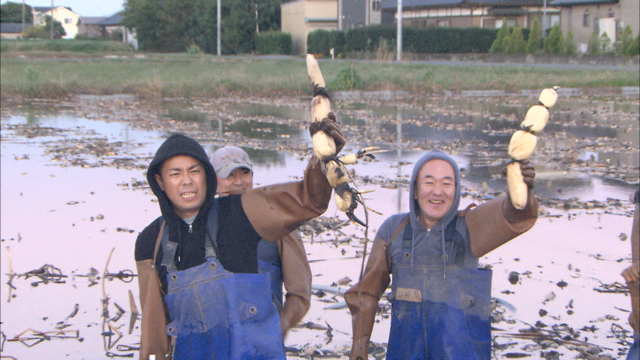レンコン収穫.png